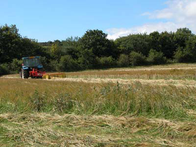 Cutting Barley Silage At Uphill Farm